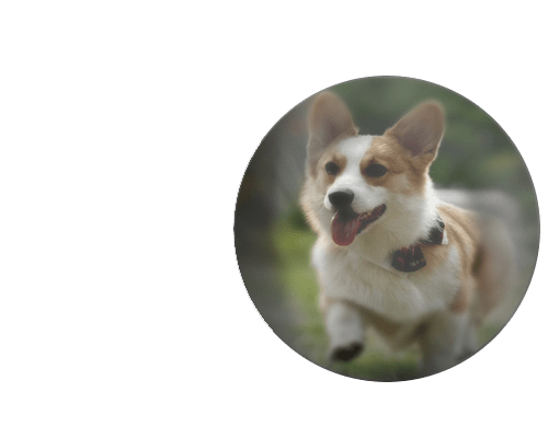 Collier « Patte de Compagnon » Projection Photo | Personnalisable avec la Photo de Votre Animal Necklace - KAWAII FAVIE